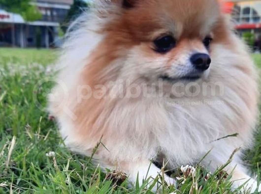 1 Yaşında Pomerian Yavrularımız Dişi Ve Erkek görsel