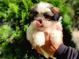 Harika Tüy Yapısına Sahip Shihtzu Yavrular