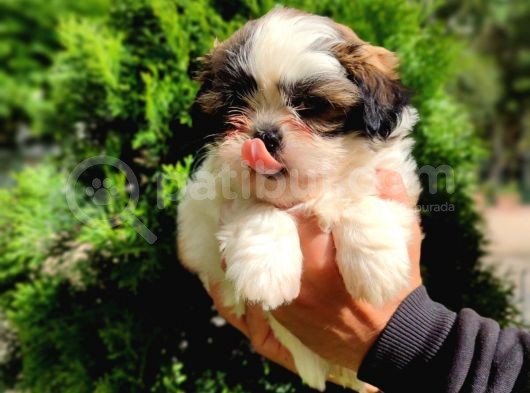 Harika Tüy Yapısına Sahip Shihtzu Yavrular görsel