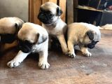 Pug Moops 55 - 65 Günlük Erkek - Dişi Yavrular