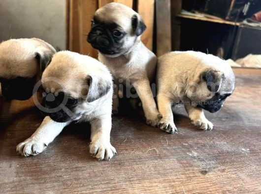 Pug Moops 55 - 65 Günlük Erkek - Dişi Yavrular görsel