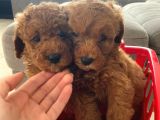 Show Kalite orjinal Toy Poodle 