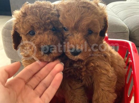 Show Kalite Orjinal Toy Poodle