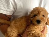 Evde büyüyen orjinal toy poodle