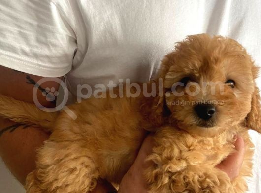 Evde Büyüyen Orjinal Toy Poodle