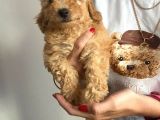 Evde Büyüyen Orjinal Toy Poodle