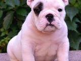 Fci Şecereli İngiliz Bulldog