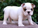 Fci Şecereli İngiliz Bulldog