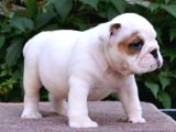 Fci Şecereli İngiliz Bulldog