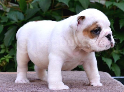 Fci Şecereli İngiliz Bulldog görsel
