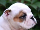 Fci Şecereli İngiliz Bulldog