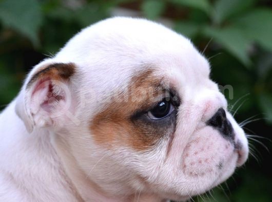 Fci Şecereli İngiliz Bulldog görsel