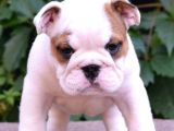 Fci Şecereli İngiliz Bulldog