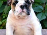 Fci Şecereli İngiliz Bulldog