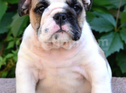 Fci Şecereli İngiliz Bulldog görsel