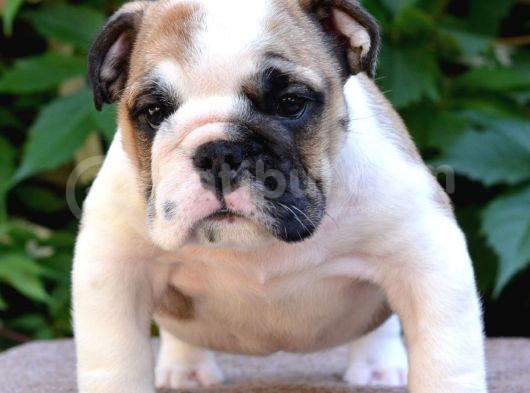 Fci Şecereli İngiliz Bulldog görsel