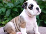 Fci Şecereli İngiliz Bulldog