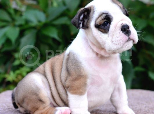 Fci Şecereli İngiliz Bulldog görsel