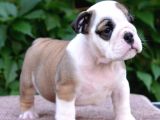 Fci Şecereli İngiliz Bulldog