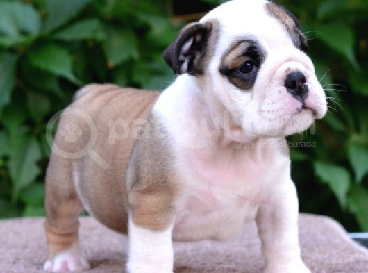 Fci Şecereli İngiliz Bulldog görsel