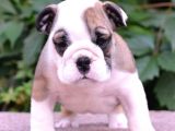 Fci Şecereli İngiliz Bulldog