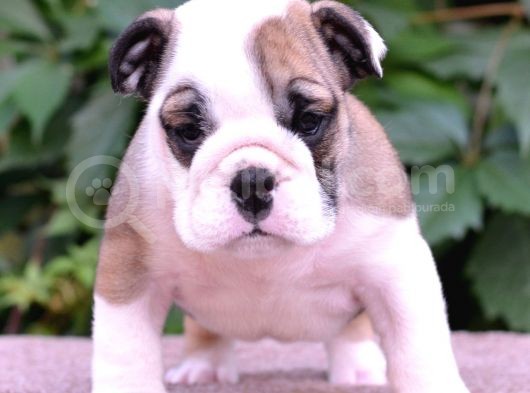 Fci Şecereli İngiliz Bulldog görsel