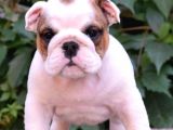Fci şecereli İngiliz bulldog