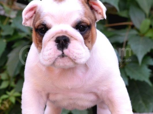 Fci Şecereli İngiliz Bulldog