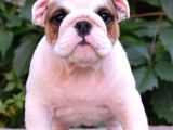 Fci Şecereli İngiliz Bulldog