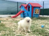 Korea Pomerani̇an Teacup