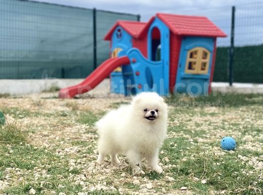 Korea Pomerani̇an Teacup görsel