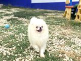 Korea Pomerani̇an Teacup