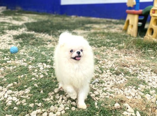 Korea Pomerani̇an Teacup görsel