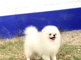 Korea Pomerani̇an Teacup