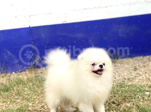Korea Pomerani̇an Teacup görsel