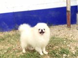 Korea Pomerani̇an Teacup