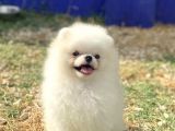 KOREA POMERANİAN TEACUP