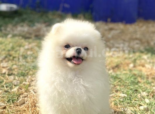Korea Pomerani̇an Teacup