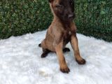 Belçika Malinois Kurdu Yavrularımız