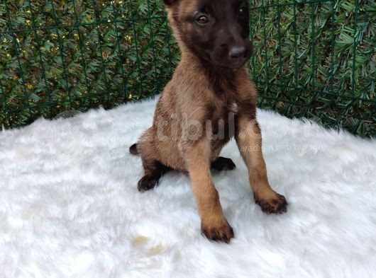 Belçika Malinois Kurdu Yavrularımız görsel