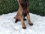 Belçika Malinois Kurdu Yavrularımız