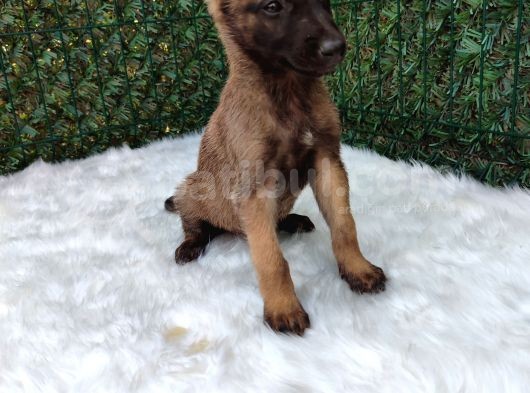 Belçika Malinois Kurdu Yavrularımız görsel