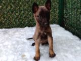 Belçika Malinois Kurdu Yavrularımız