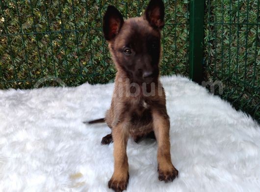 Belçika Malinois Kurdu Yavrularımız görsel