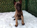 Belçika Malinois Kurdu Yavrularımız