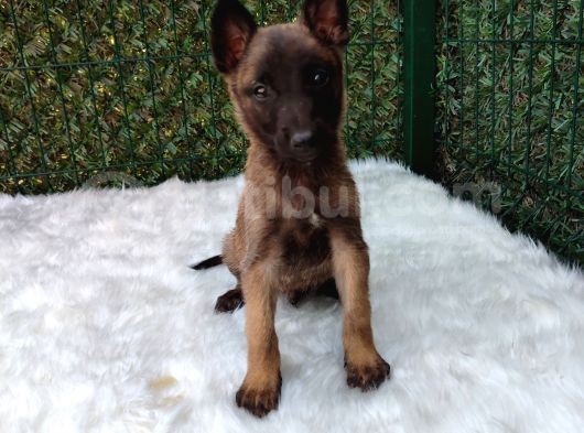 Belçika Malinois Kurdu Yavrularımız görsel