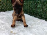 Belçika Malinois Kurdu yavrularımız