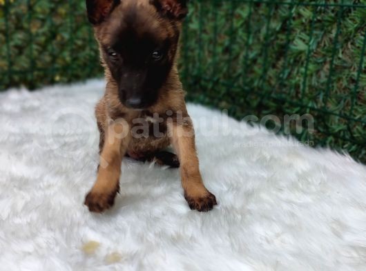 Belçika Malinois Kurdu Yavrularımız