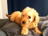 Evde Büyüyen Orjinal Toy Poodle