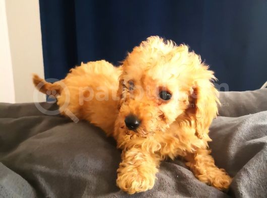 Evde Büyüyen Orjinal Toy Poodle görsel
